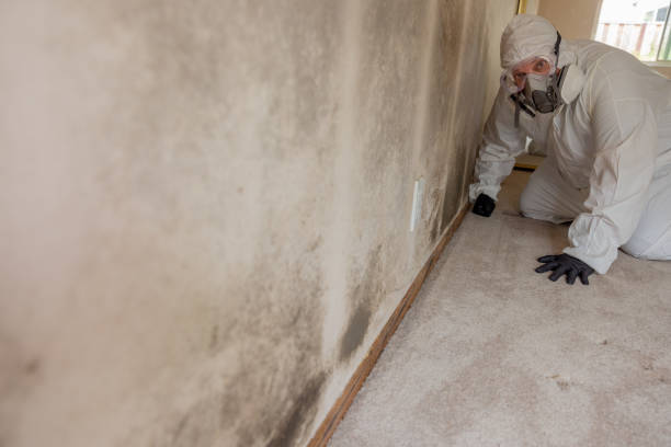 Best Mold Remediation for Vacation Homes  in USA